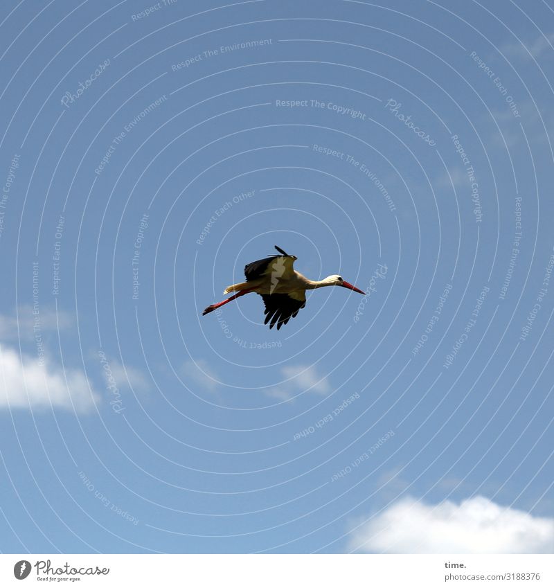 looking for adventure Natur Himmel Wolken Schönes Wetter Tier Wildtier Vogel Storch 1 beobachten fliegen Blick selbstbewußt Tatkraft Leben Ausdauer Neugier
