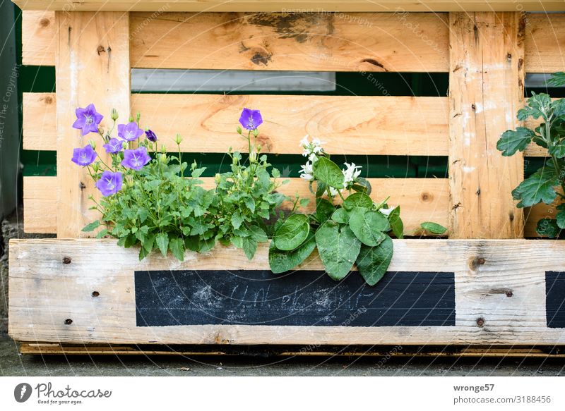 Alternatives Blumenbeet Palette Hochbeet Bepflanzung Sommer Sommerblumen alternativ unkonventionell Grüner Daumen Gestaltung Pflanze grün Farbfoto Außenaufnahme