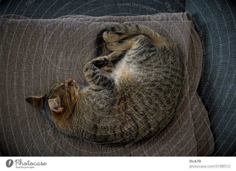 Cat resting ... Wohlgefühl Häusliches Leben Wohnung Tier Haustier Katze Tigerkatze Tigerfellmuster 1 Decke Sofa liegen schlafen träumen kuschlig Vertrauen