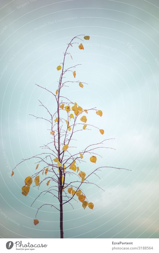 noch was dran Umwelt Natur Himmel Wolken Herbst Winter Klima Pflanze Baum Blatt blau gelb minimalistisch Farbfoto Gedeckte Farben Außenaufnahme Menschenleer Tag