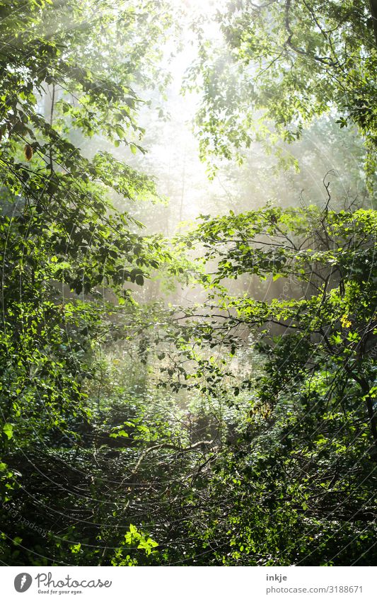 Deutscher Wald im Sommer Umwelt Natur Sonne Sonnenlicht Frühling Schönes Wetter Baum Mischwald deutscher wald frisch hell natürlich grün Farbfoto Außenaufnahme