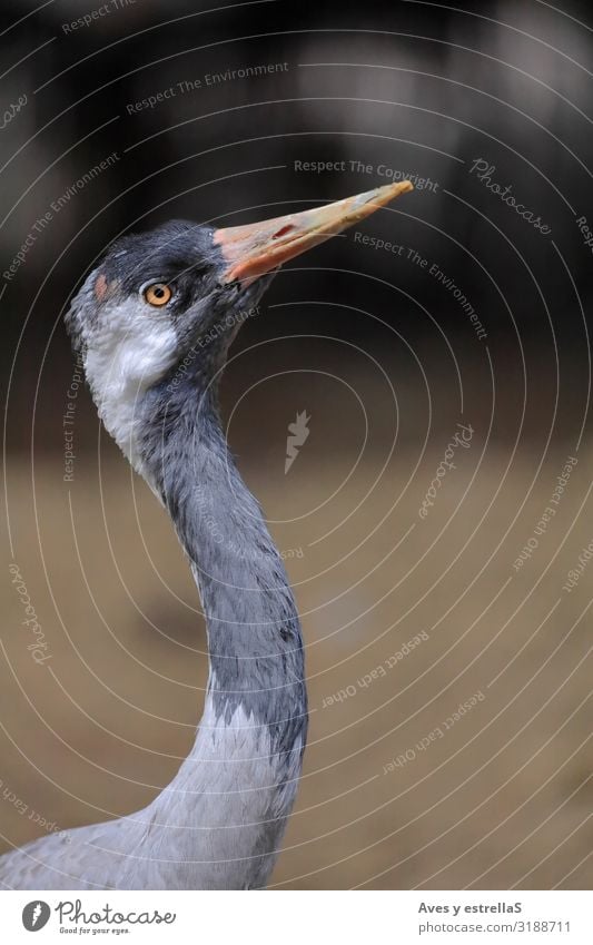 Nahaufnahme eines Kranichs (Grus grus) Vogel Porträt Tier Schnabel Feder wild Auge grau Hals Kolkrabe