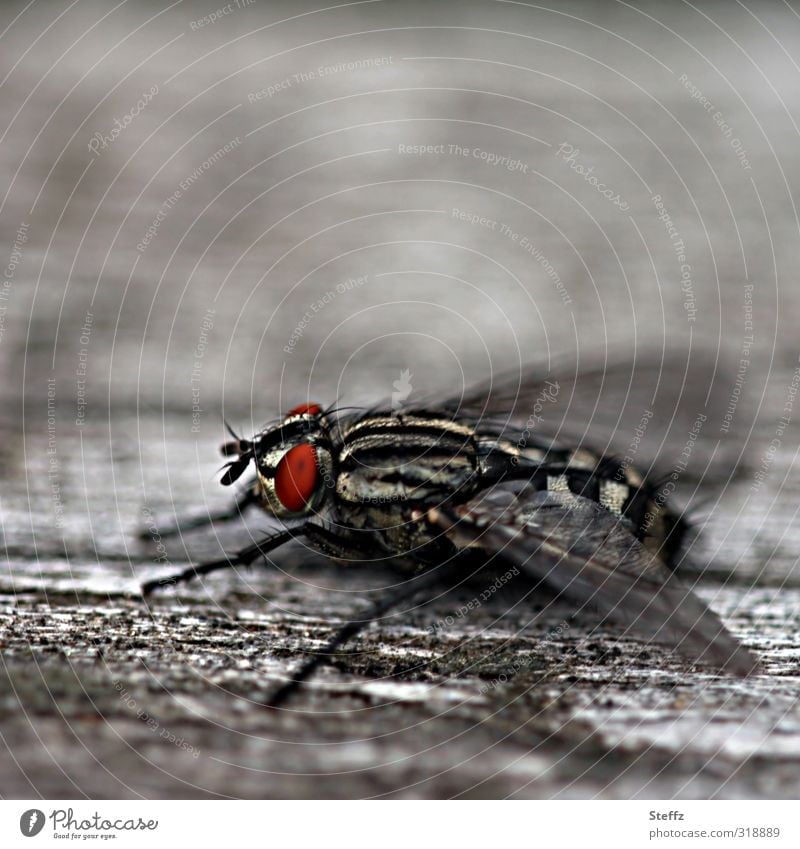 eine haarige Fliege macht eine Flugpause fliegenbeine Facettenauge Insekt einfach beobachten grau sitzen nah Leben natürlich rot ruhig Pause holzig