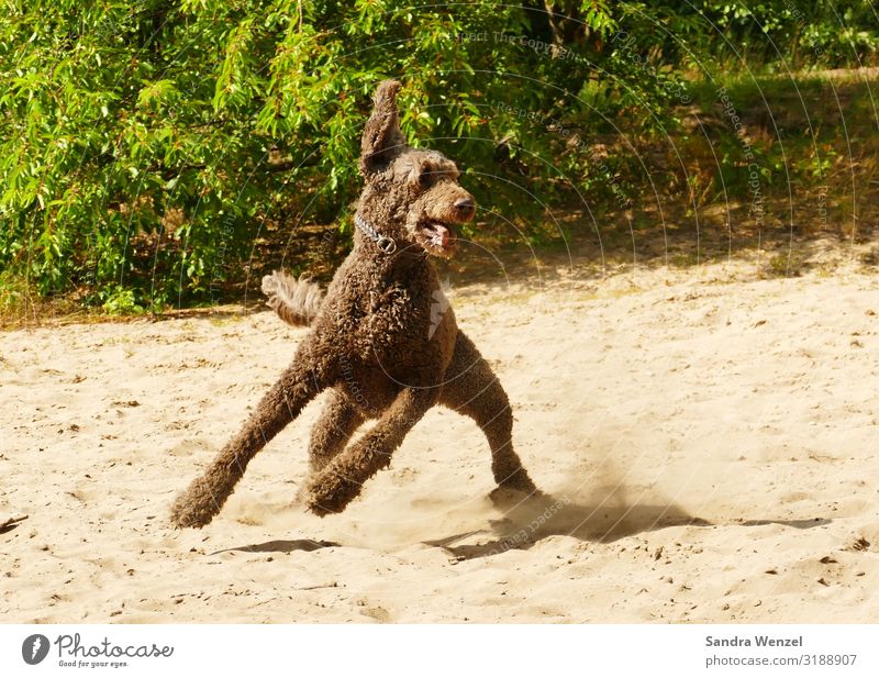 Gustav Fitness Sport-Training Tier Haustier Hund 1 Bewegung drehen rennen Stimmung Freude Fröhlichkeit Zufriedenheit Lebensfreude Kraft Vertrauen Tierliebe