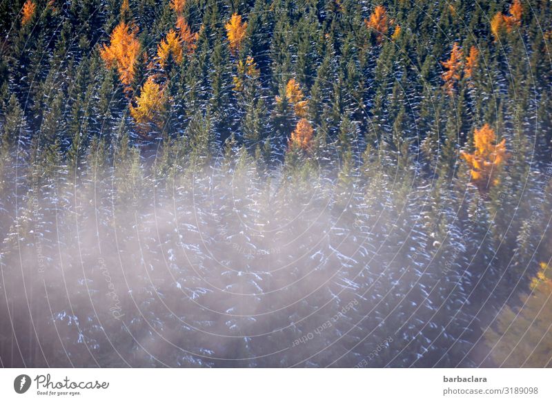 Lärchespitzen, die herausblitzen Landschaft Pflanze Herbst Winter Schönes Wetter Nebel Eis Frost Schnee Wald Fichtenwald Schwarzwald leuchten dunkel kalt orange