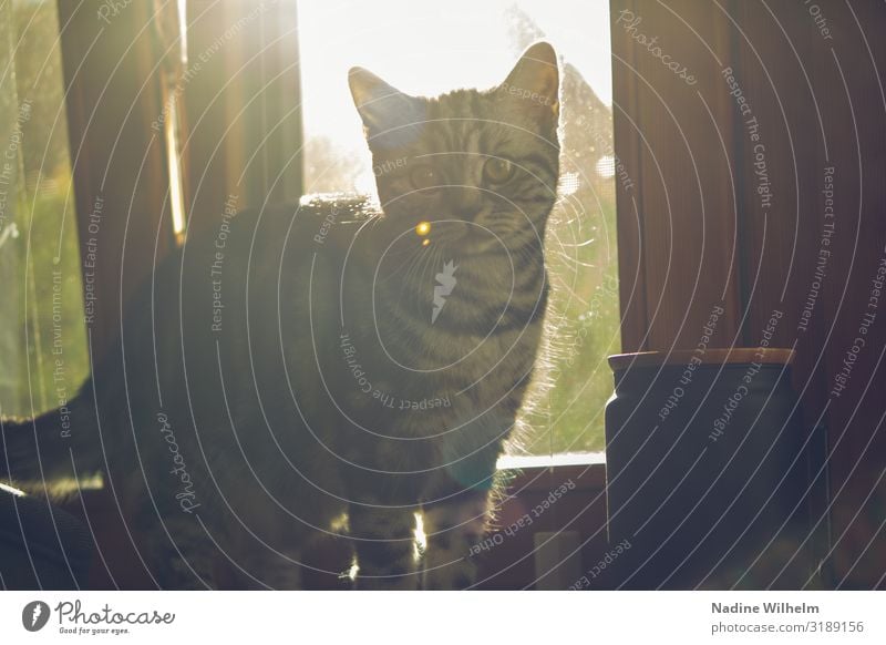 Britisches Kurzhaar Kitten auf Fensterbank Haustier Katze Tiergesicht 1 Tierjunges Kommunizieren Blick grau grün schwarz weiß Neugier Farbfoto Innenaufnahme