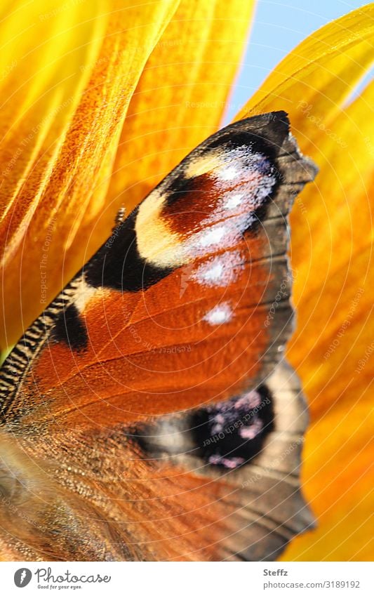 Tagfalter an einem warmen Herbsttag Tagpfauenauge Schmetterling Edelfalter Schmetterlingsflügel Aglais io Mimikry Falter sonniges Wetter sonnige Farben