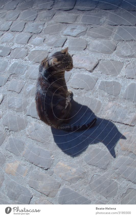 Schattenspiel: Katze verwandelt  sich zur Schnecke tierisch Tier Farbfoto Tierporträt Haustier Hauskatze niedlich Spiel Sonne Spaß Staunen Sonnenschein Licht