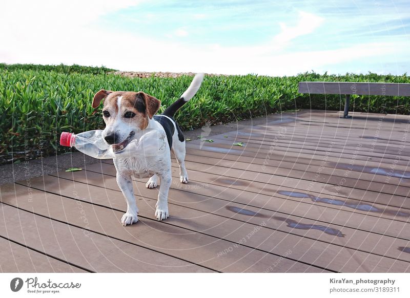Süßer Hund hält Plastikflasche im Maul Outdoor Umwelt Natur authentisch klein niedlich Kunststoff Kunststoffverpackung 0 Müll Recycling Reinigen klug