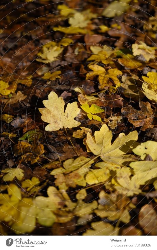 Laubgold wandern Herbst liegen gelb Mitgefühl Traurigkeit Sorge Trauer Tod Blatt Vergänglichkeit Farbfoto Textfreiraum oben Schwache Tiefenschärfe