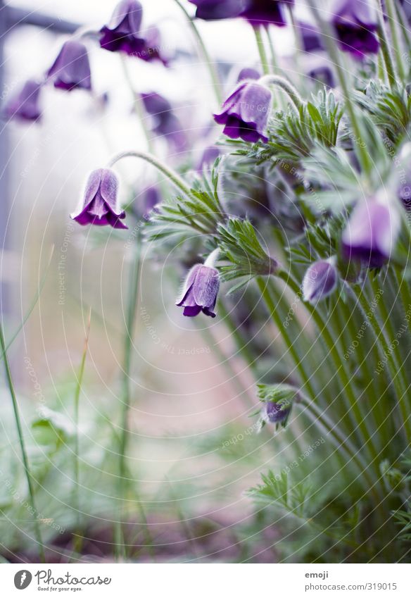 leela Umwelt Natur Pflanze Blume Blüte natürlich grün violett Tulpe Farbfoto Außenaufnahme Makroaufnahme Menschenleer Tag Schwache Tiefenschärfe
