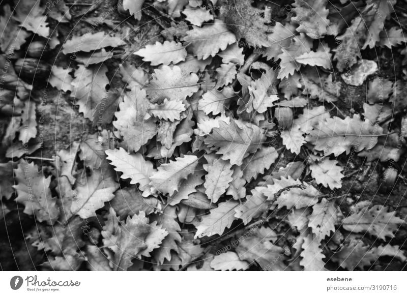 Gelbe Blätter im Herbst Design schön Sonne Winter Dekoration & Verzierung Tapete Halloween Natur Landschaft Pflanze Baum Blatt Park Wald alt hell natürlich