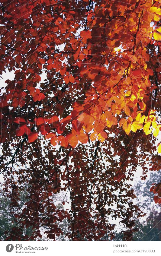 Spot an Dekoration & Verzierung Landschaft Pflanze Herbst Schönes Wetter Baum Blatt Blutbuche Garten Park fantastisch hell blau braun gelb rot schwarz weiß