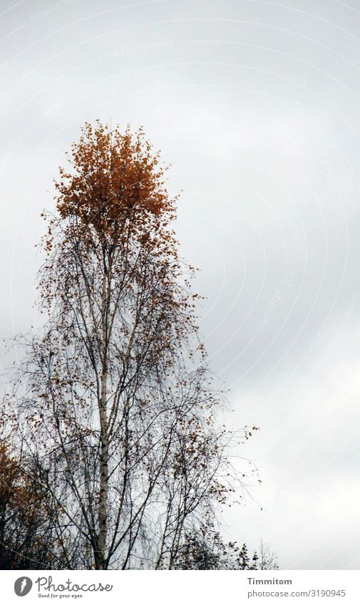 Oben mit Umwelt Natur Pflanze Himmel Wolken Herbst Wetter Baum Birke Blatt Stadtrand ästhetisch natürlich braun grau schwarz Gefühle Irritation eigenwillig