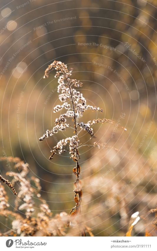 Im Gegenlicht Natur Landschaft Pflanze Gras Sträucher Wiese braun gold weiß Stillleben Herbst Unschärfe Schwache Tiefenschärfe Freisteller vertrocknet Farbfoto