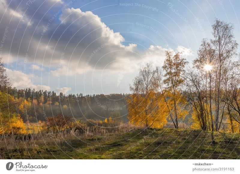 Herbstlandschaft Umwelt Natur Landschaft Pflanze Himmel Wolken Baum Gras Wiese Wald blau gelb gold grün orange herbstlich Sonnenstern Nebel Nebelschleier
