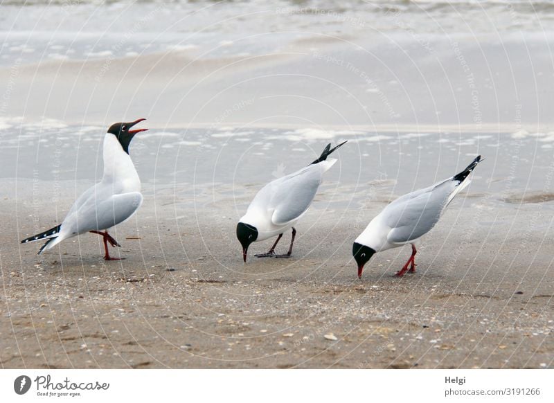 drei Möwen am Strand, eine schimpft, zwei ducken sich unterwürfig Umwelt Natur Tier Sand Wasser Frühling Ostsee Insel Usedom Wildtier Vogel 3 stehen authentisch
