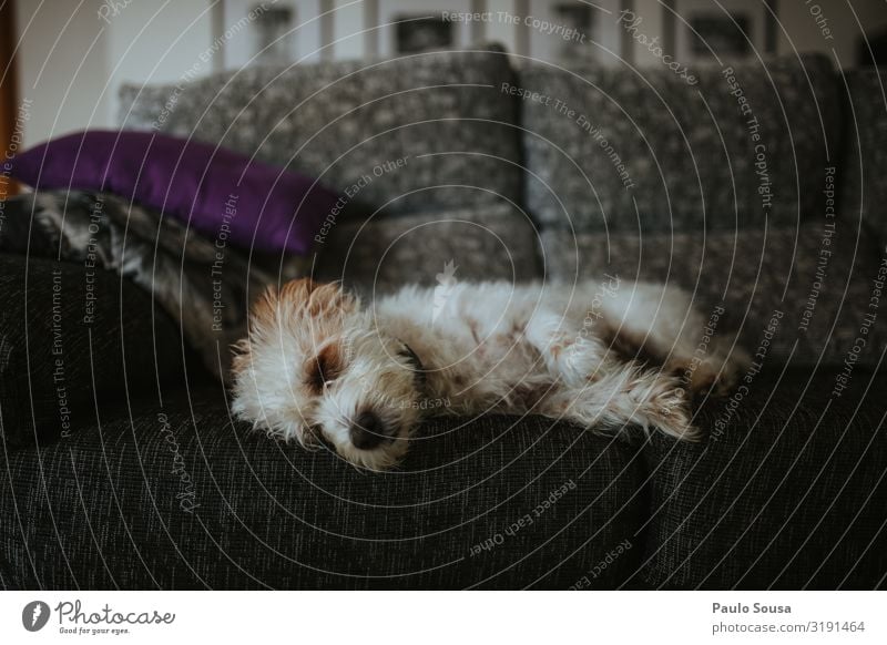 Süßer Hund schläft auf dem Sofa Lifestyle Tier Haustier 1 liegen schlafen Freundlichkeit niedlich Erholung Farbfoto Innenaufnahme Menschenleer Textfreiraum oben