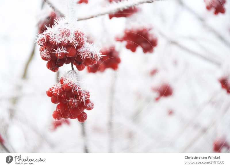 gefrorene rote Beeren an einem Schneeballstrauch Umwelt Natur Winter Klimawandel Eis Frost Pflanze Sträucher Sommerschneeball Gemeiner Schneeball ästhetisch