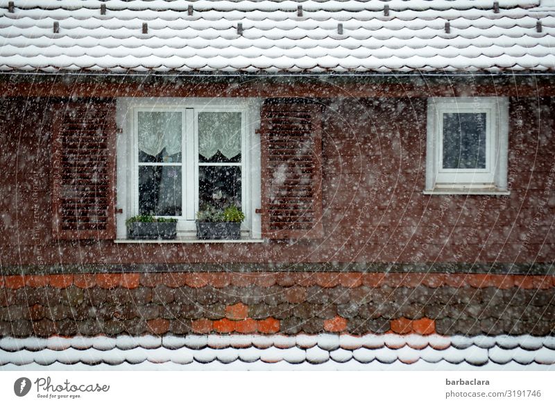 Es schneit, Blick zum Nachbarhaus Häusliches Leben Gardine Blumenkasten Herbst Winter Schnee Schneefall Haus Fassade Fenster Dach kalt Stimmung Vorfreude Idylle