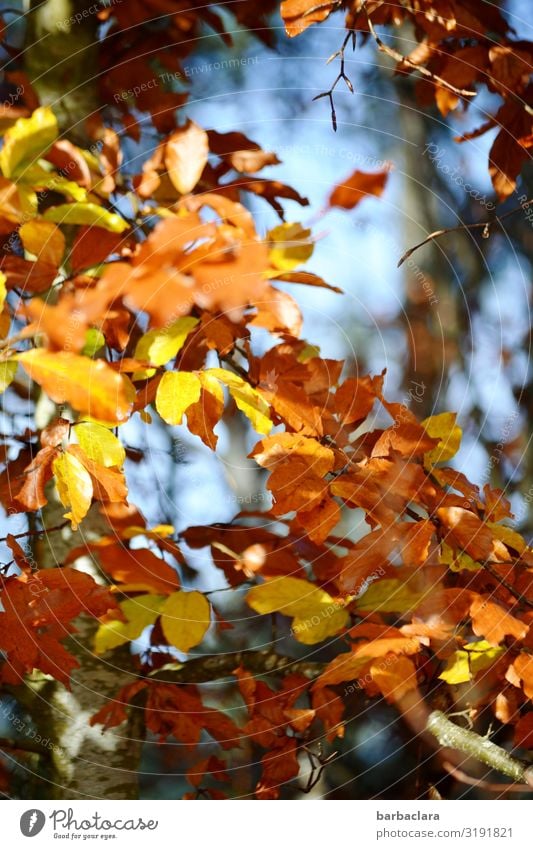 Noch ein paar bunte Herbstblätter Natur Pflanze Schönes Wetter Baum Blatt Laubbaum Wald hängen leuchten mehrfarbig gelb orange Stimmung Zufriedenheit Farbe