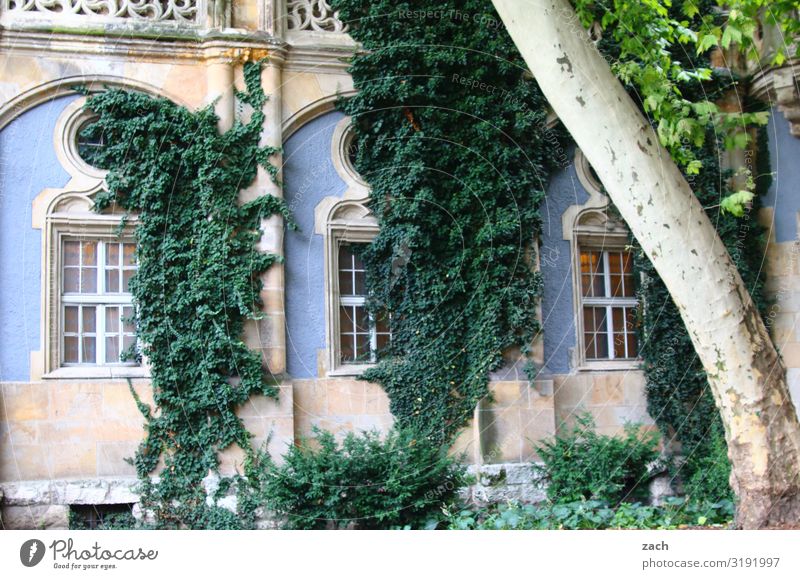 verwachsen Pflanze Baum Sträucher Efeu Blatt Grünpflanze Budapest Stadt Hauptstadt Palast Burg oder Schloss Ruine Fassade Fenster Wachstum alt historisch blau