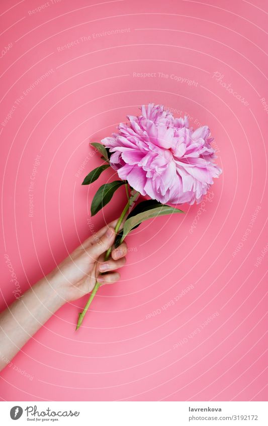 Frauenhand mit Pfingstrose auf rosa Hintergrund Finger Junge Frau Hand Blütenblatt Jahreszeiten hell natürlich Blühend Blatt Garten Sommer Beautyfotografie
