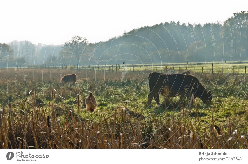 Spaziergang im Herbst im Moor, Rinder im Gegenlicht Natur Landschaft Pflanze Schönes Wetter Nebel Grünpflanze Wiese Sumpf Haustier Nutztier Kuh Herde beobachten