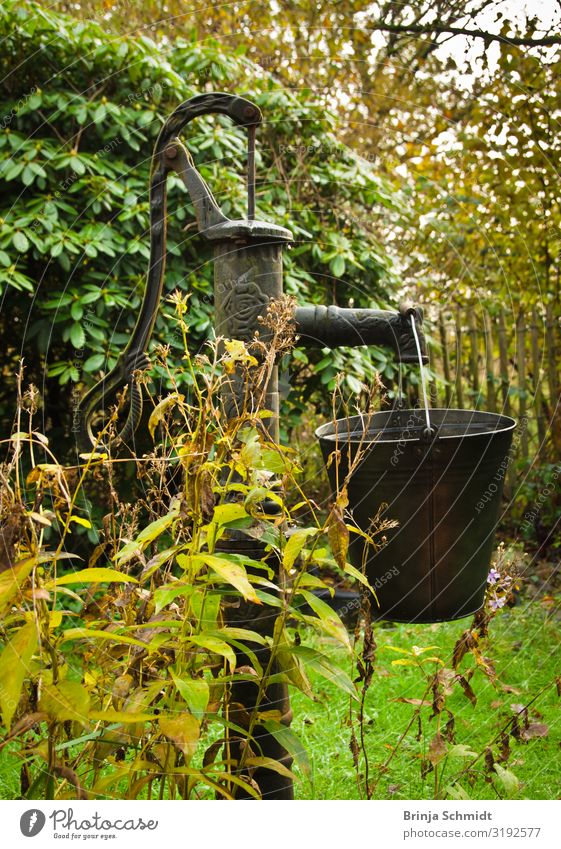 Eine alte Handpumpe im Garten mit einem Blecheimer Eimer Natur Wasser Herbst Pflanze Baum Gras Sträucher Wiese Wald Arbeit & Erwerbstätigkeit gebrauchen Gefühle