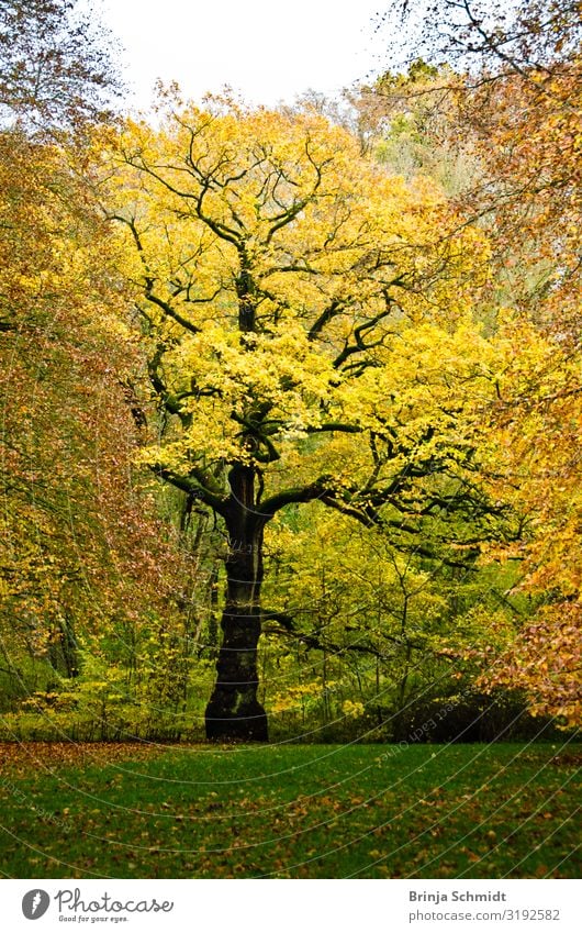 Ein Baum im Herbst mit leuchten gelben Blättern Ausflug wandern Natur Landschaft Pflanze Laub Park Wiese Grünanlage alt dehydrieren Wachstum authentisch
