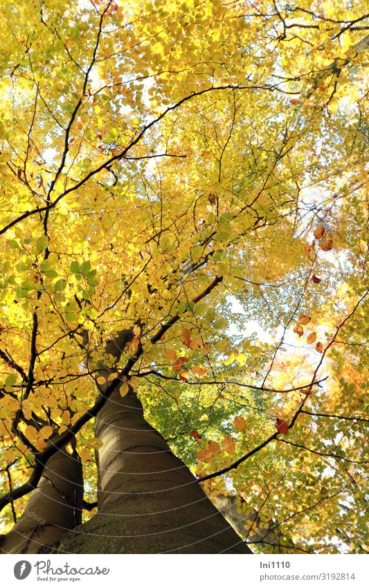 mal hoch geschaut Ausflug wandern Natur Pflanze Herbst Schönes Wetter Baum Blatt Buchenblatt Buchenwald Wald braun gelb grün schwarz weiß Herbstfärbung