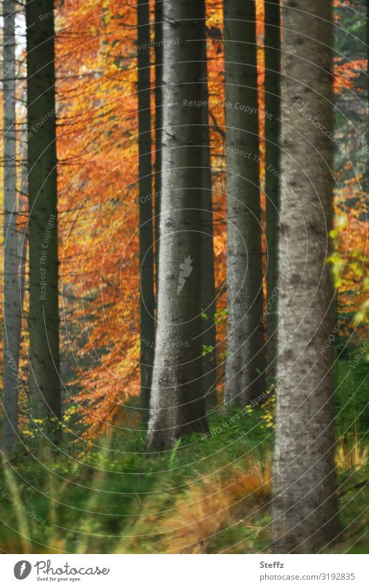 Waldstimmung im Herbst Herbstwald Herbstbäume Waldrand Herbstlaub warme Farben Herbstimpression Waldbaden ruhig Erholung Idylle Herbstfärbung herbstliche Ruhe