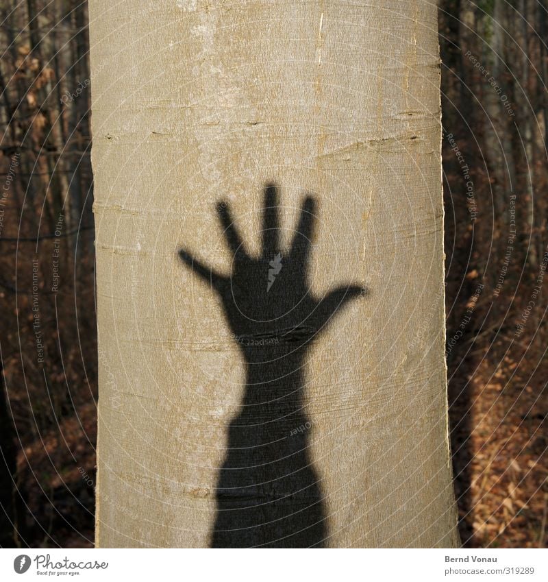 Baumschatten hoch 5 wandern Wald Arme Hand Umwelt Natur Pflanze Sonne Sonnenlicht Baumrinde Baumstamm Holz Zeichen Ziffern & Zahlen Erholung Spielen werfen grau