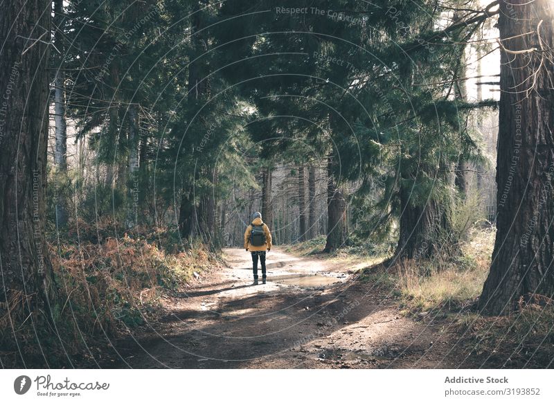 Nicht erkennbare Reisende im Nadelwald Reisender Wege & Pfade Wald Konifere Baum Mann Rucksack Sonnenstrahlen Tag stehen Natur Landschaft Ausflug Tourismus