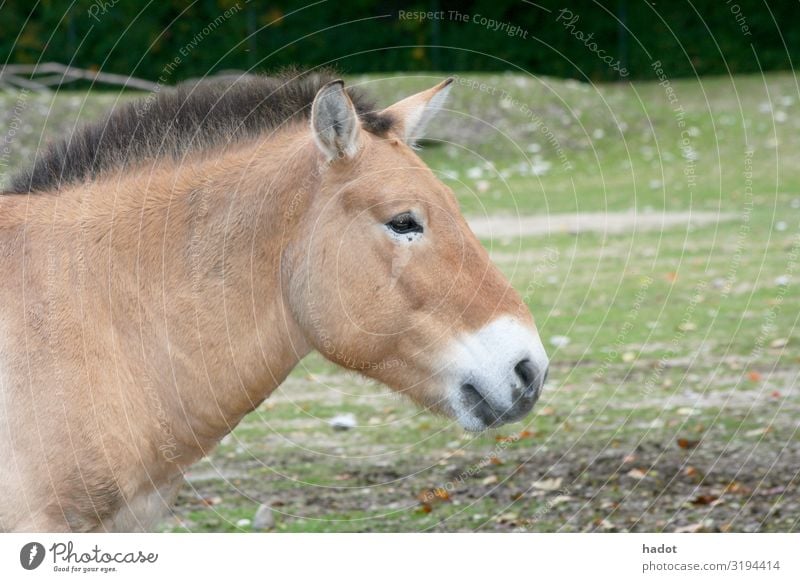 Przewalski-Pferd (Equus ferus przewalskii) Tier braun Asiatisches Wildpferd Mongolisches Wildpferd Archetyp Rückzüchtung Asien Przewalskipferde Urform Farbfoto