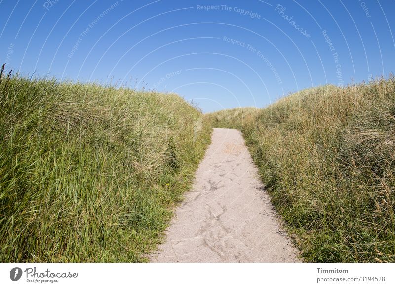 Weg über den Hügel Ferien & Urlaub & Reisen Umwelt Natur Landschaft Pflanze Sand Himmel Schönes Wetter Gras Düne Dänemark Wege & Pfade ästhetisch natürlich blau