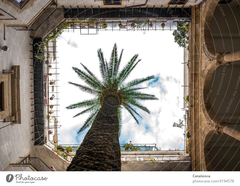 Innenhof Palme Pflanze Himmel Wolken Palmenwedel Palermo Italien Sizilien Hauptstadt Altstadt Haus Mauer Wand Fassade Balkon Terrasse Wachstum alt authentisch