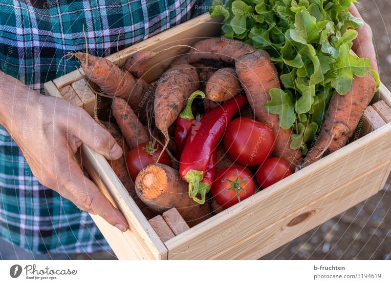 Gemüsekiste, Biokiste Lebensmittel Salat Salatbeilage Ernährung Bioprodukte Vegetarische Ernährung Gesunde Ernährung Wirtschaft Landwirtschaft Forstwirtschaft