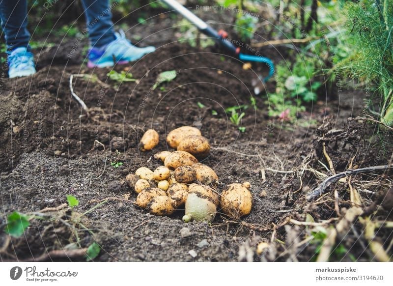 Kartoffelernte Urban Gardening Lebensmittel Gemüse Kartoffeln Kartoffelacker Ernte Bioprodukte Vegetarische Ernährung Diät Fasten Slowfood Mensch feminin