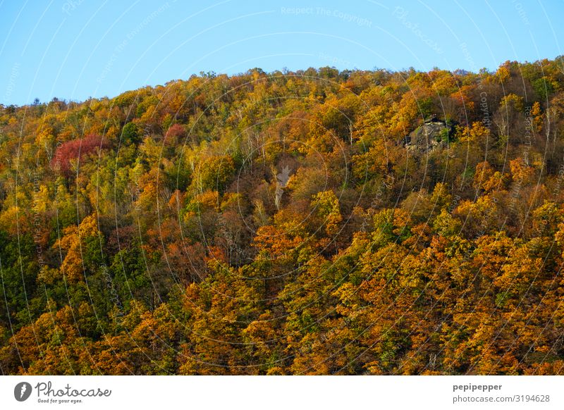 Indian Summer Ferien & Urlaub & Reisen Tourismus Ausflug Ferne Umwelt Natur Landschaft Pflanze Herbst Baum Wald Hügel Holz verblüht dehydrieren braun Farbfoto