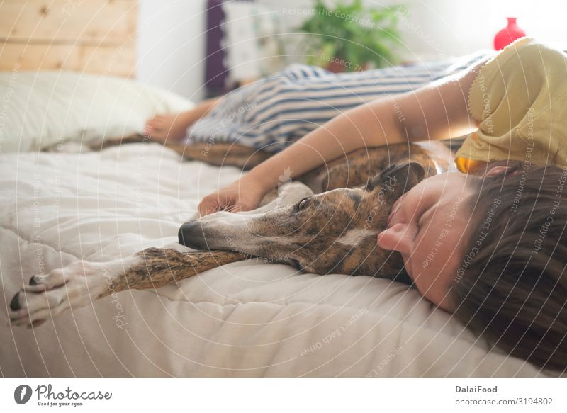 Hund im Schlafzimmer zum Entspannen Stil Glück Krankheit Winter Haus Familie & Verwandtschaft Freundschaft Tier Herbst Wärme Haustier warten lustig modern