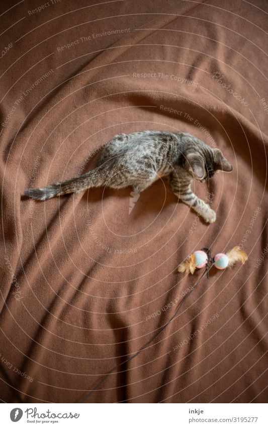 Katzenkind auf brauner Decke Freizeit & Hobby Haustier 1 Tier Tierjunges Spielzeug Wolldecke katzenspielzeug klein Neugier niedlich weich Spieltrieb Spielen