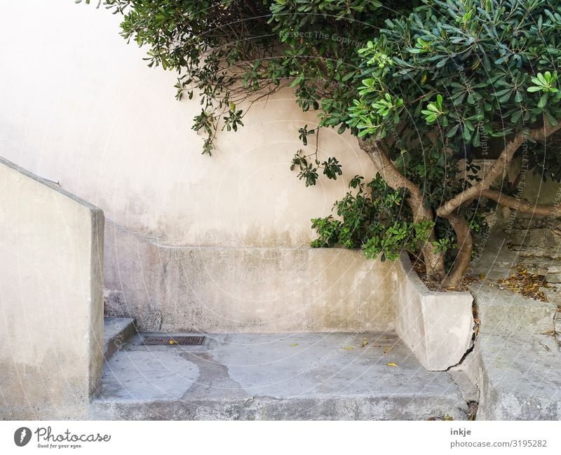 Korsika Sommer Schönes Wetter Baum exotisch Dorf Kleinstadt Menschenleer Mauer Wand Treppe Fassade hell braun grün mediterran Farbfoto Außenaufnahme Nahaufnahme