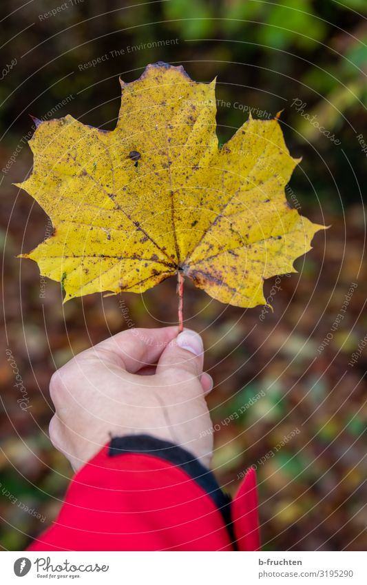 Herbst Mann Erwachsene Hand Finger 1 Mensch Pflanze Blatt Wald gebrauchen festhalten gelb Wandel & Veränderung Herbstlaub herbstlich Ahornblatt Farbfoto