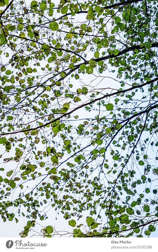 Blätterdach Natur Pflanze Herbst Baum schön Stimmung Farbfoto Außenaufnahme Menschenleer Tag