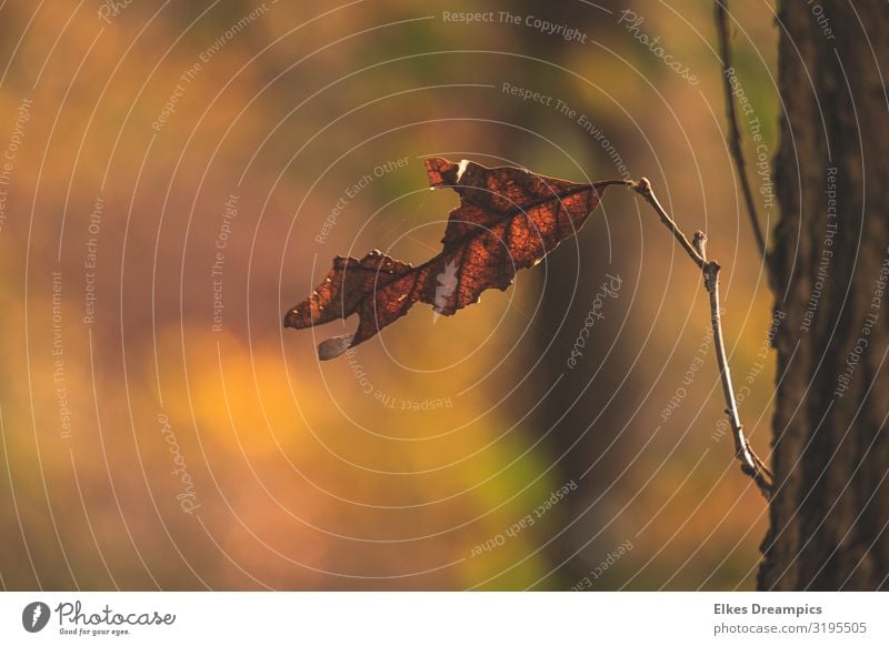 Einsames Blatt im Herbstlicht Natur Pflanze Sonnenlicht Baum Wald Wärme Farbfoto mehrfarbig Außenaufnahme Detailaufnahme Menschenleer Tag Licht Gegenlicht