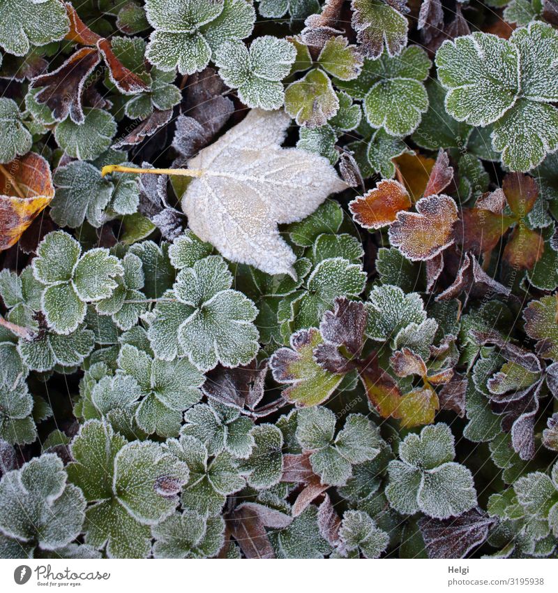 Raureif auf verschiedenen Blättern im Herbst Umwelt Natur Pflanze Eis Frost Blatt Grünpflanze Park frieren liegen dehydrieren Wachstum ästhetisch authentisch