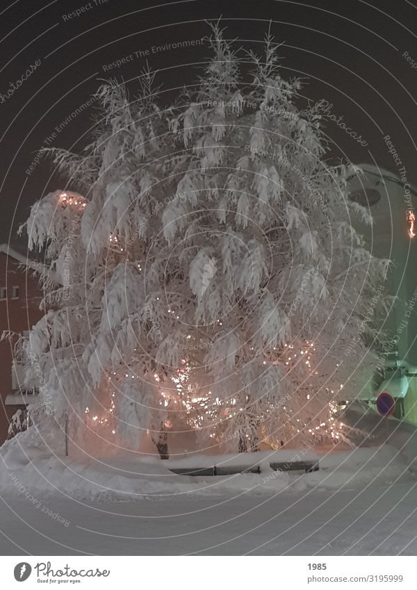 Eisbaum Freizeit & Hobby Ferien & Urlaub & Reisen Abenteuer Sightseeing Winter Schnee Winterurlaub Natur Wetter Frost Baum Dorf Menschenleer entdecken frieren