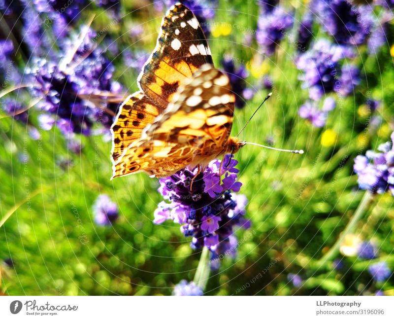 Lavendelliebhaber Umwelt Tier Blüte Schmetterling Flügel 1 entdecken Farbfoto Detailaufnahme Makroaufnahme Menschenleer Tag Licht Sonnenlicht Sonnenstrahlen