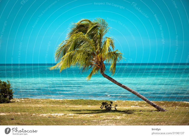 Schieflage Sommerurlaub Strand Meer Horizont Sonnenlicht Klimawandel Schönes Wetter Palme Palmenstrand Küste Kuba Karibisches Meer Wachstum authentisch